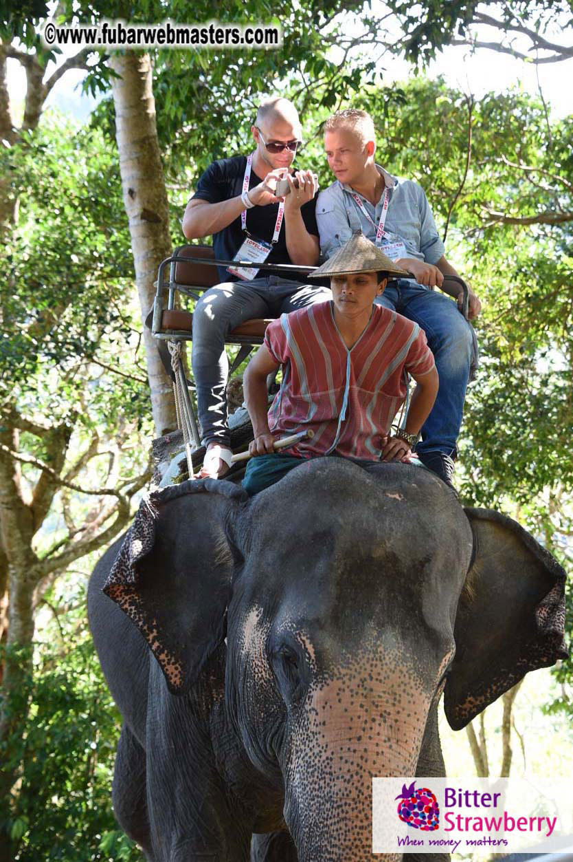 Elephant Safari