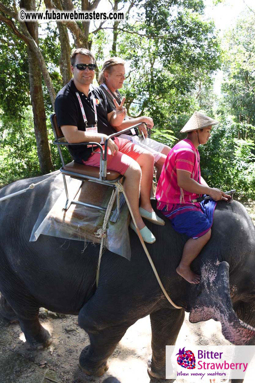 Elephant Safari