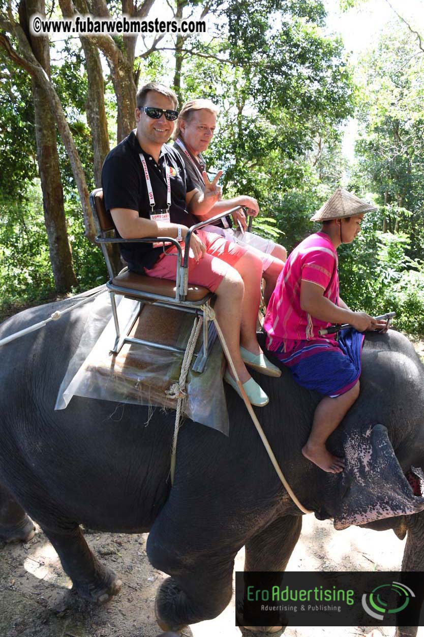 Elephant Safari