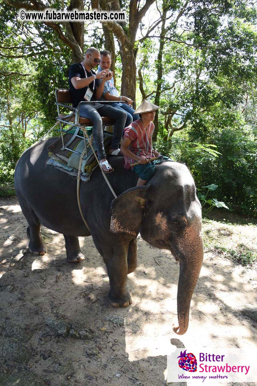 Elephant Safari