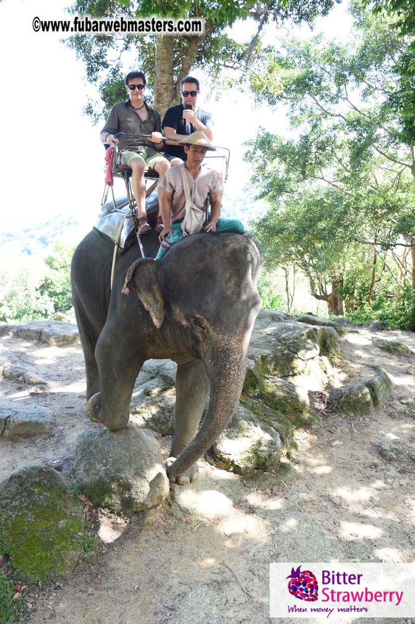 Elephant Safari