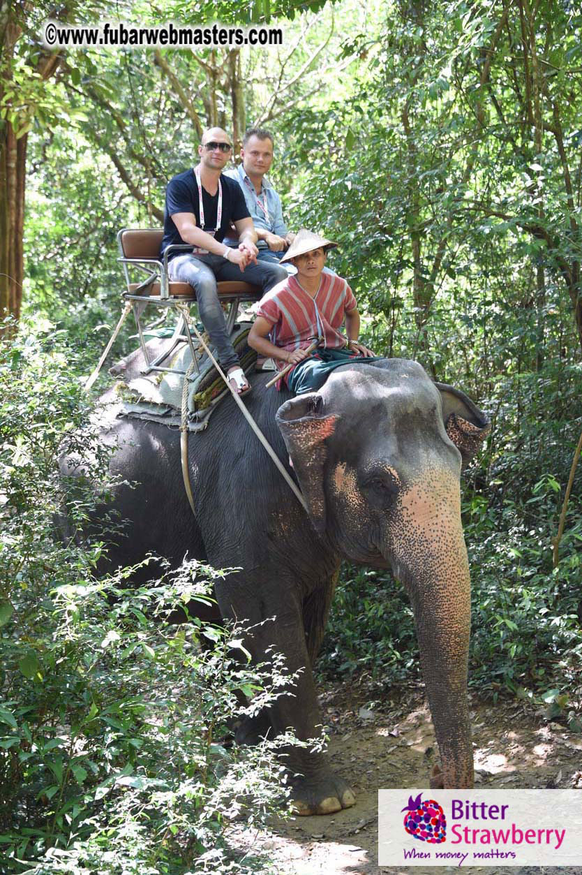 Elephant Safari