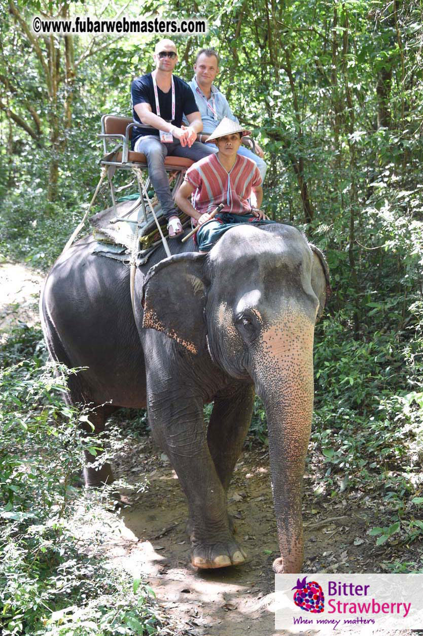 Elephant Safari