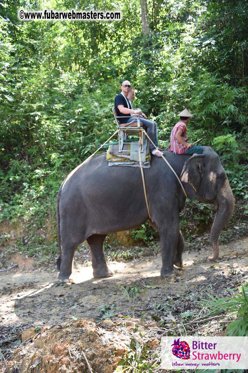 Elephant Safari