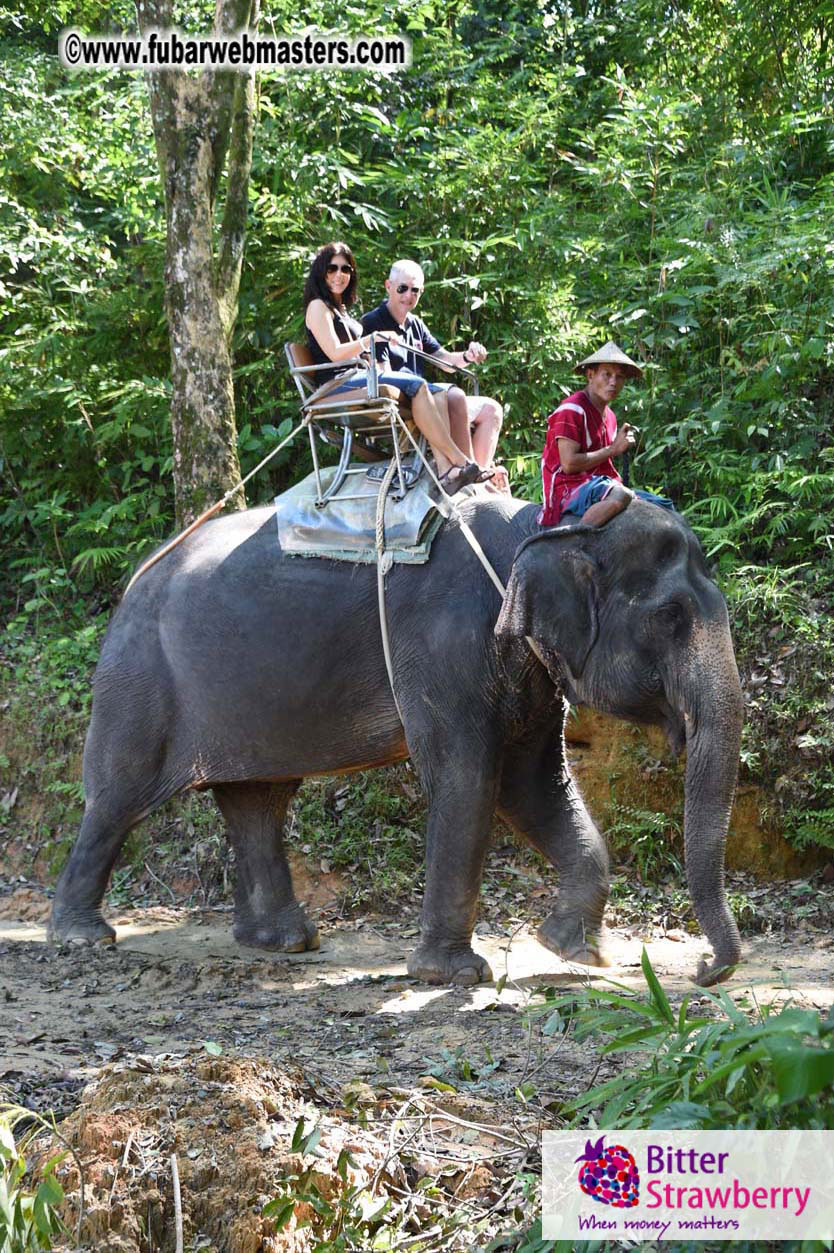 Elephant Safari