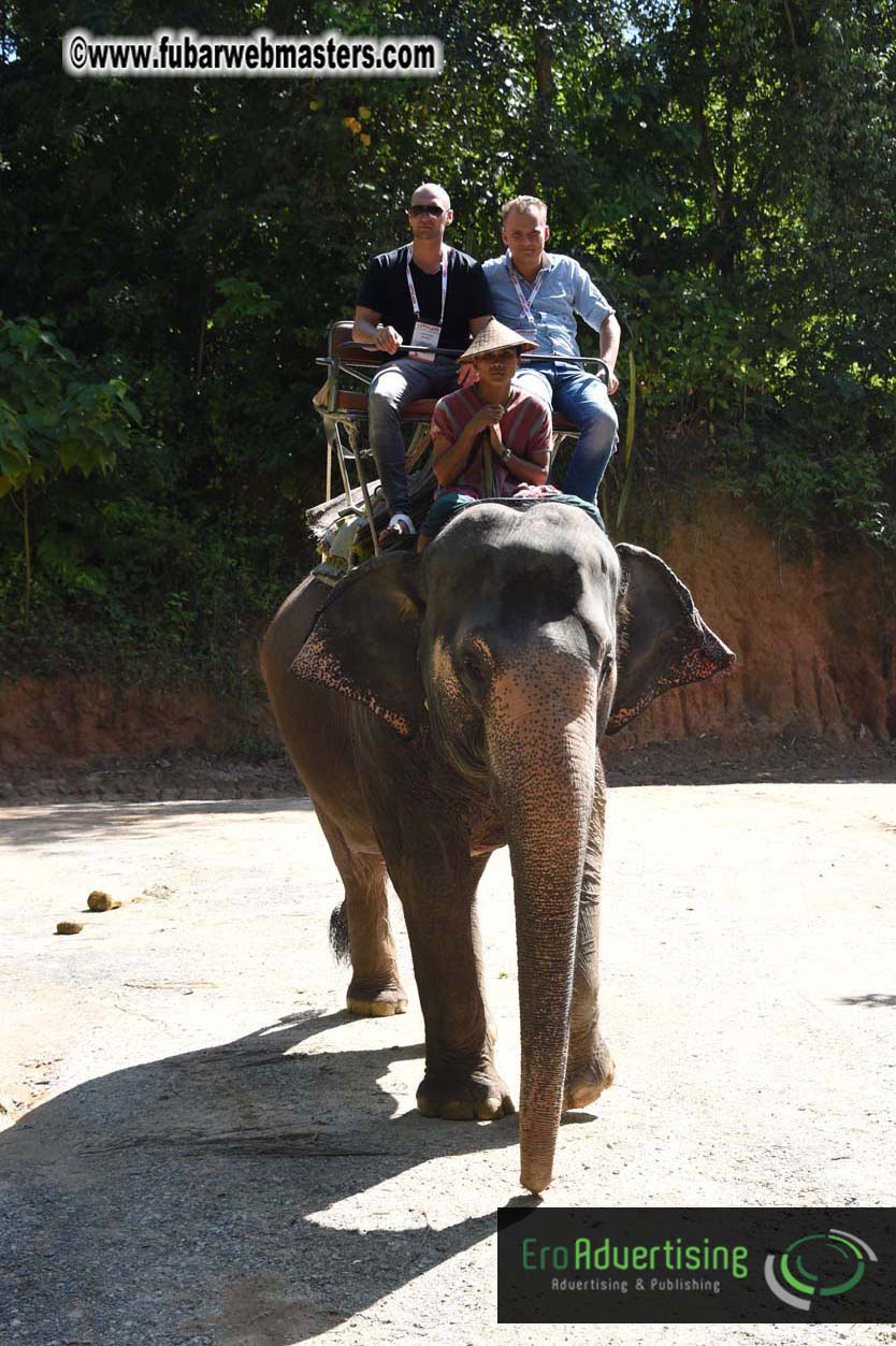 Elephant Safari