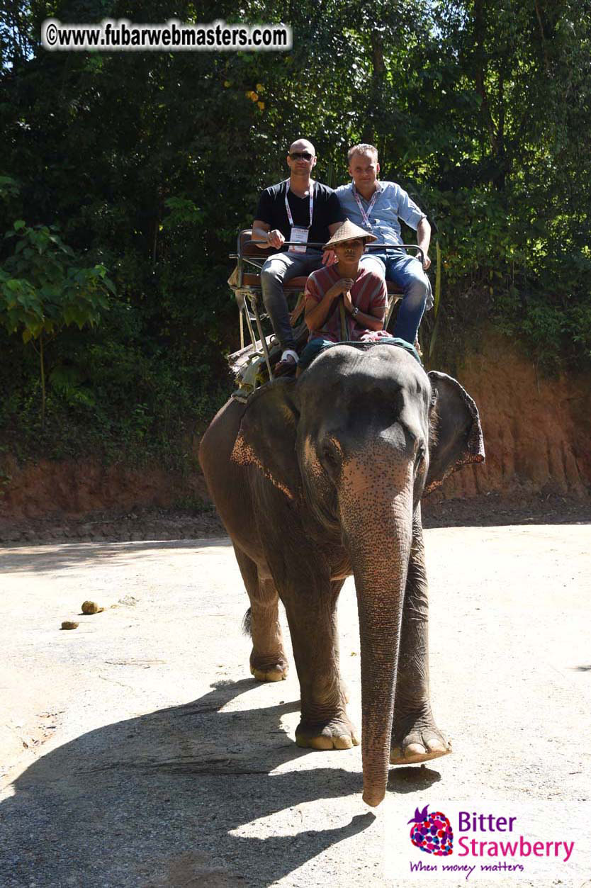 Elephant Safari