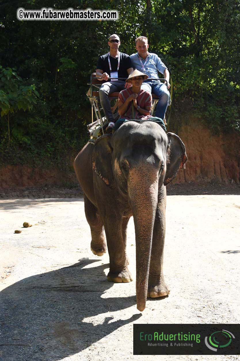 Elephant Safari