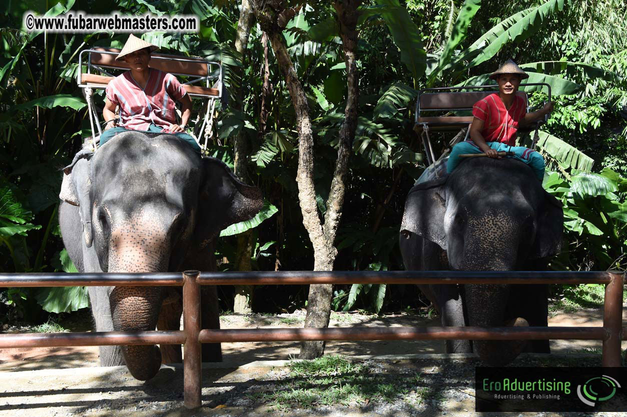 Elephant Safari