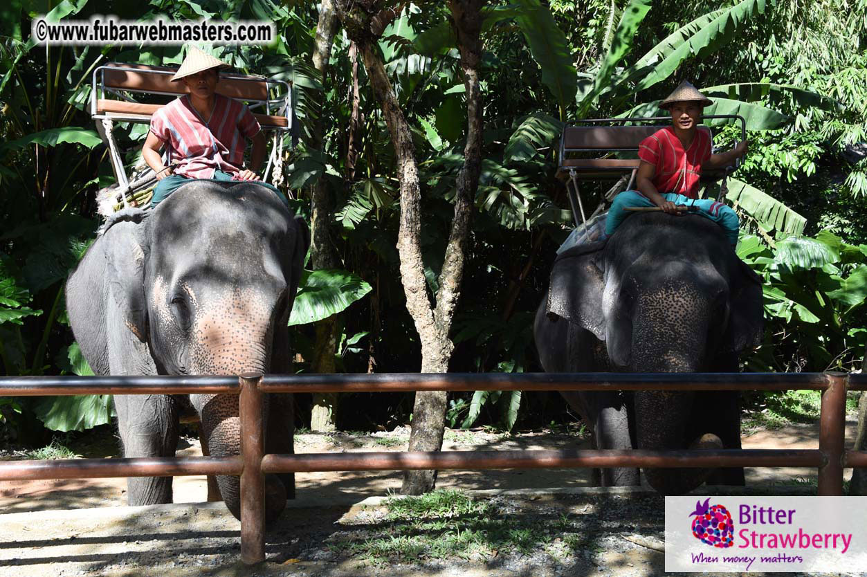 Elephant Safari