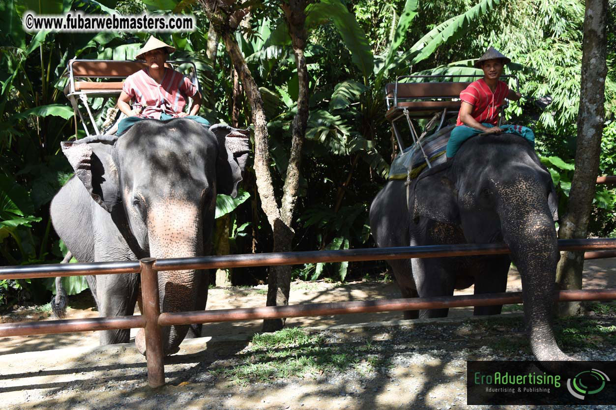 Elephant Safari