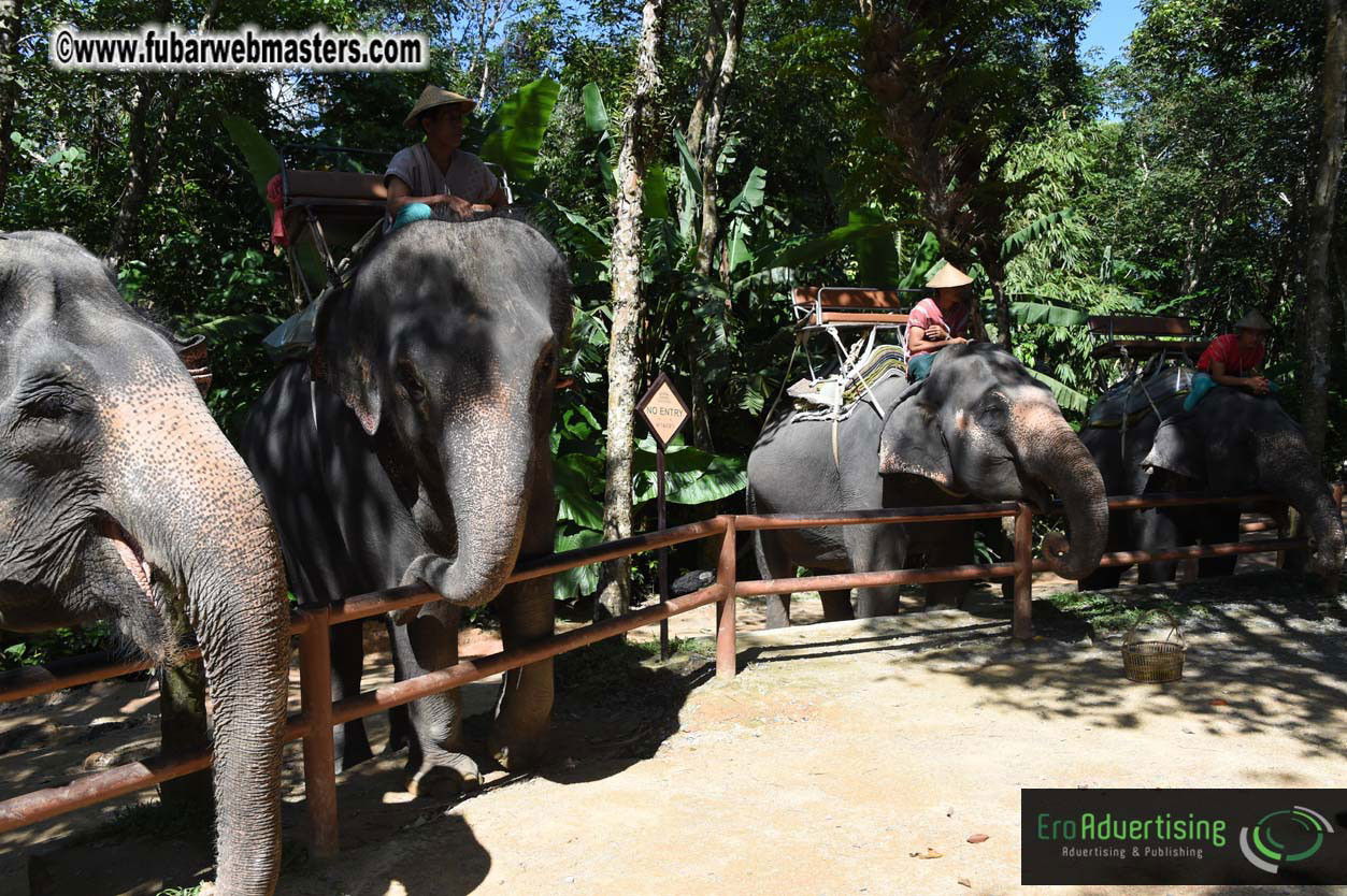 Elephant Safari