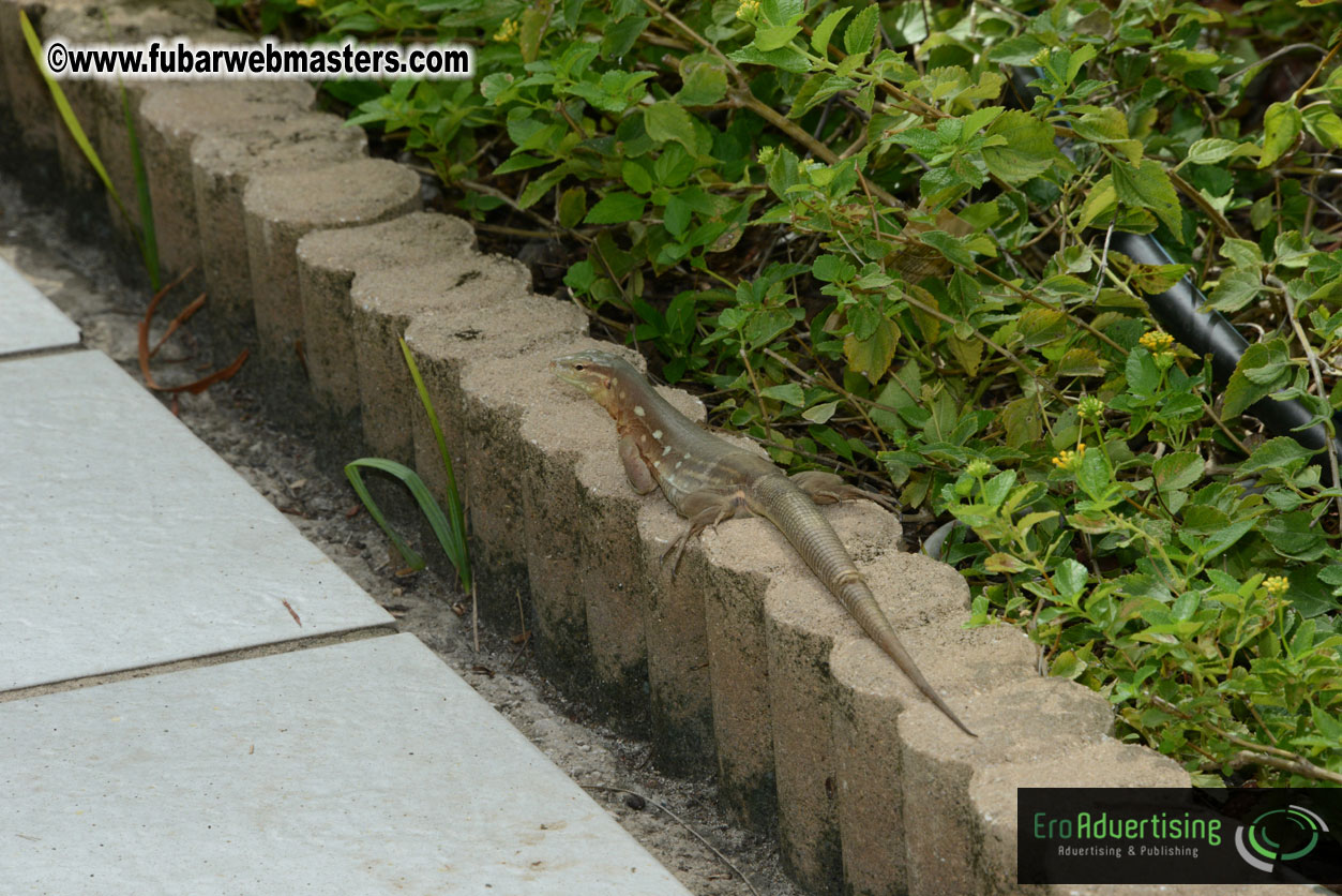 The Island Gathering Day 2