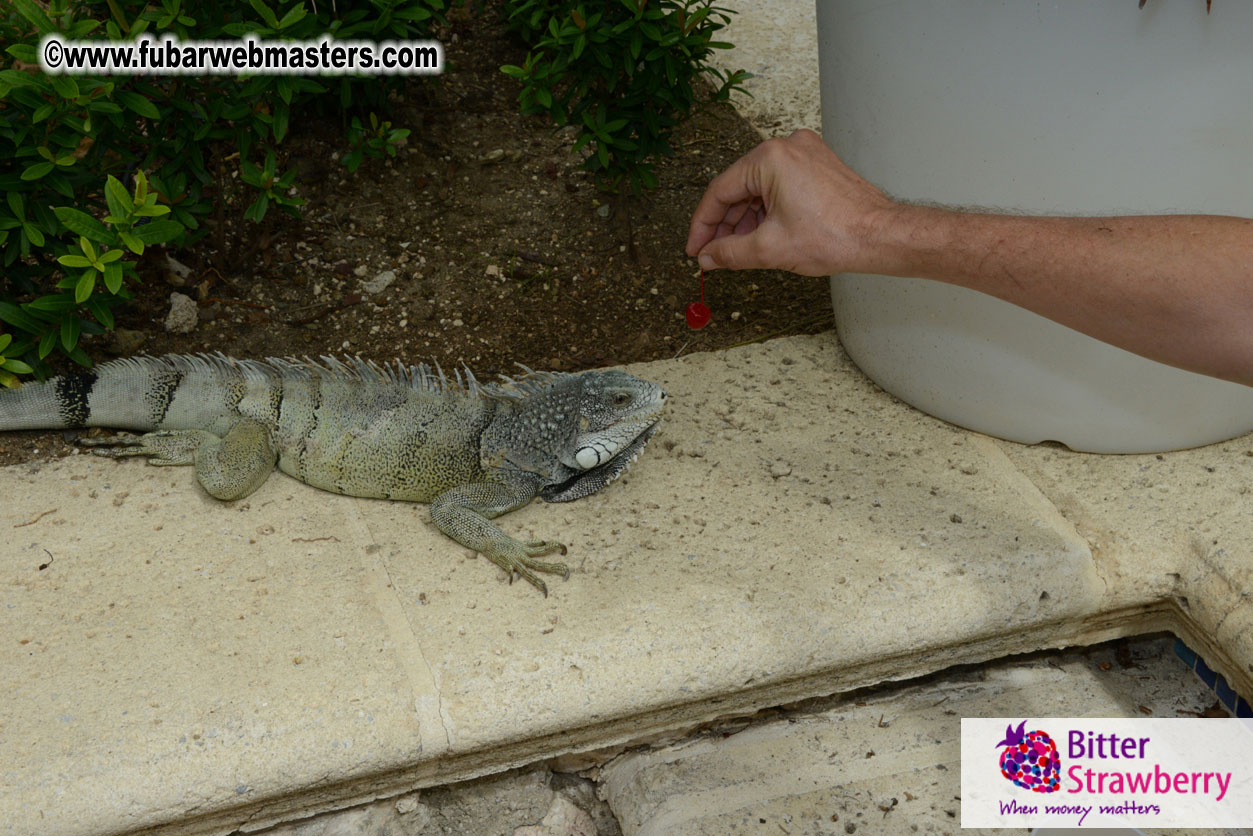 The Island Gathering Day 2