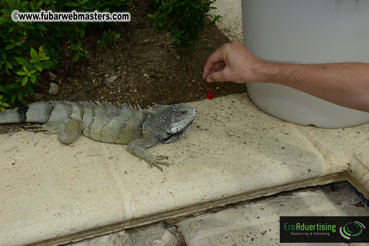 The Island Gathering Day 2