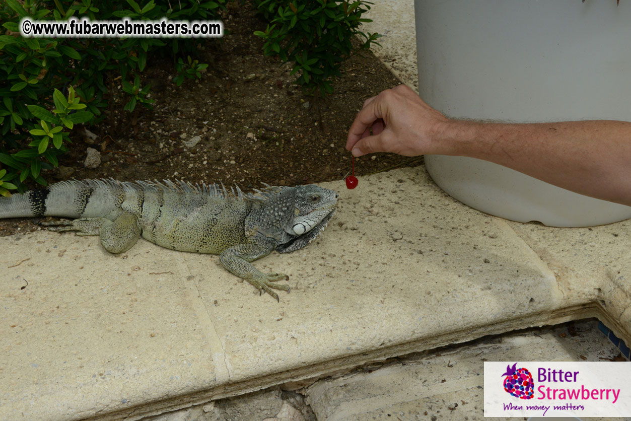 The Island Gathering Day 2