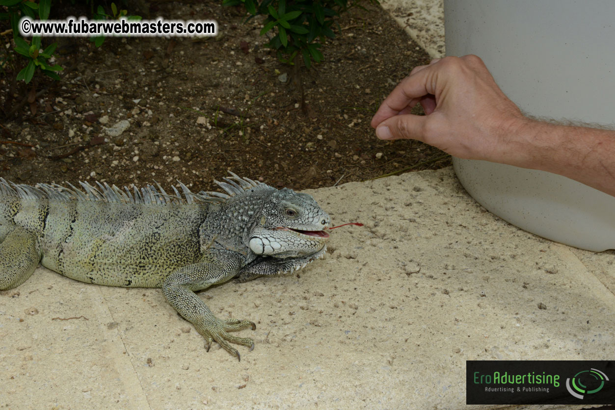 The Island Gathering Day 2