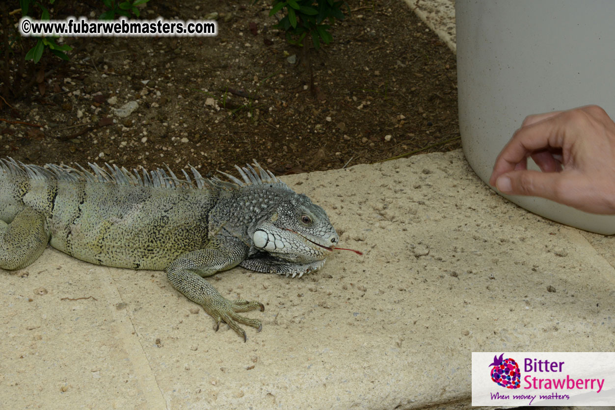 The Island Gathering Day 2