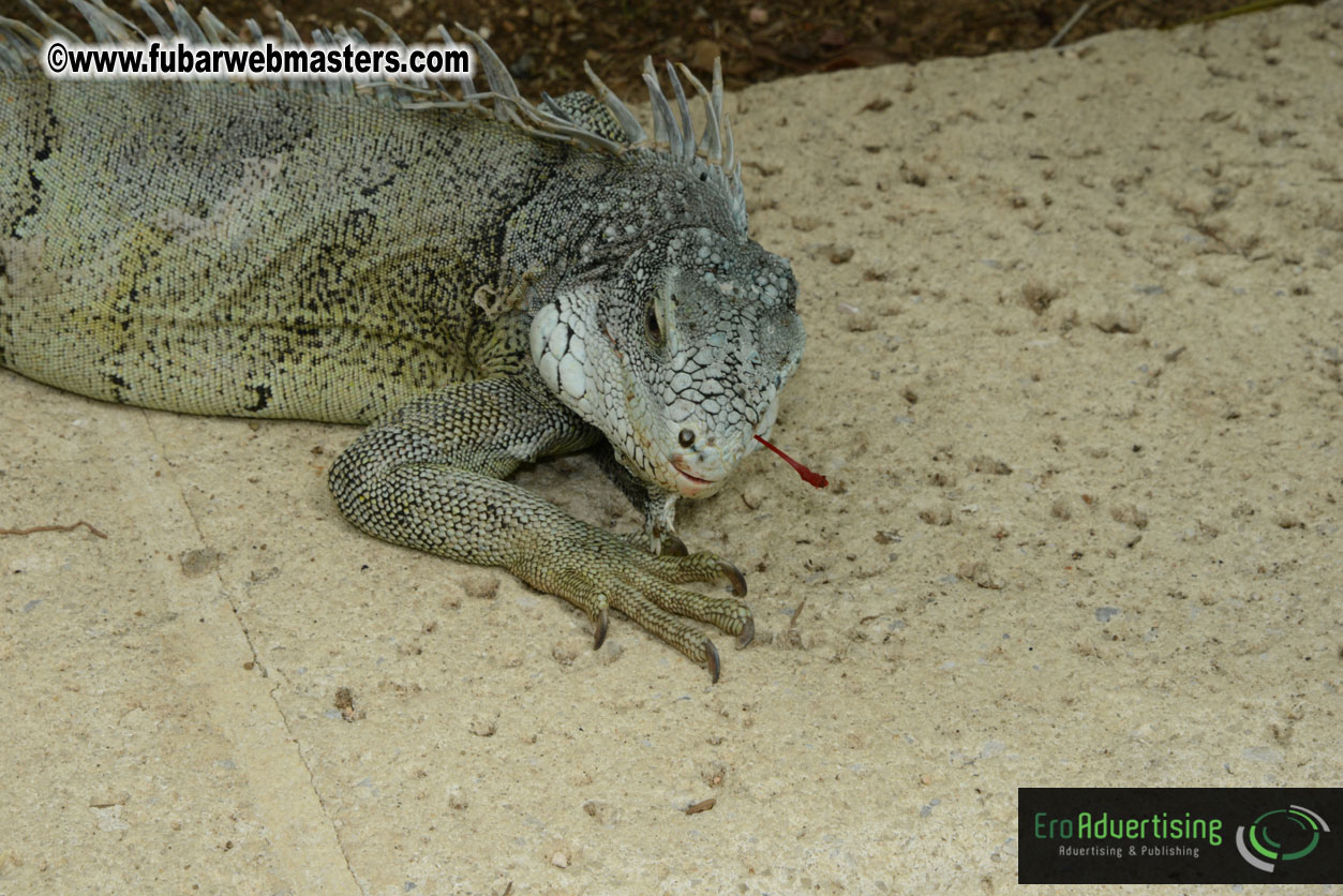 The Island Gathering Day 2