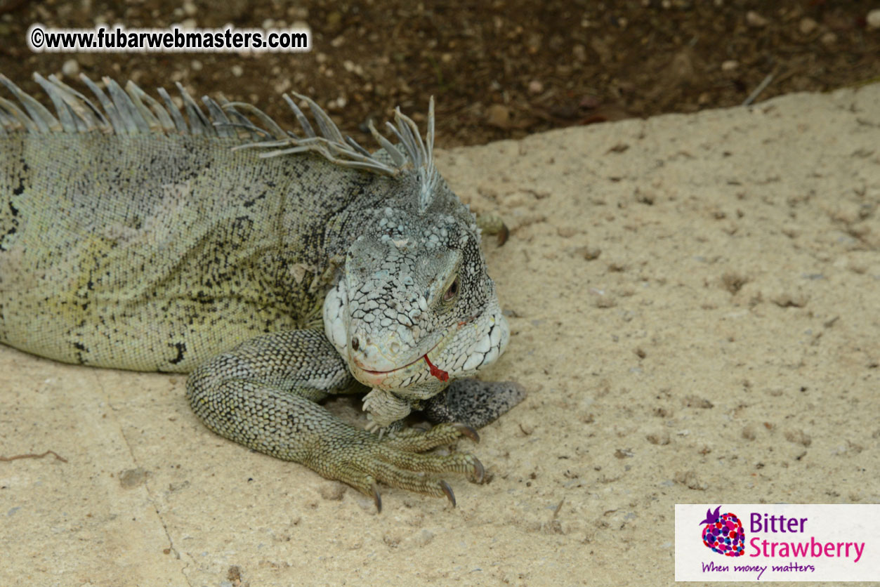 The Island Gathering Day 2