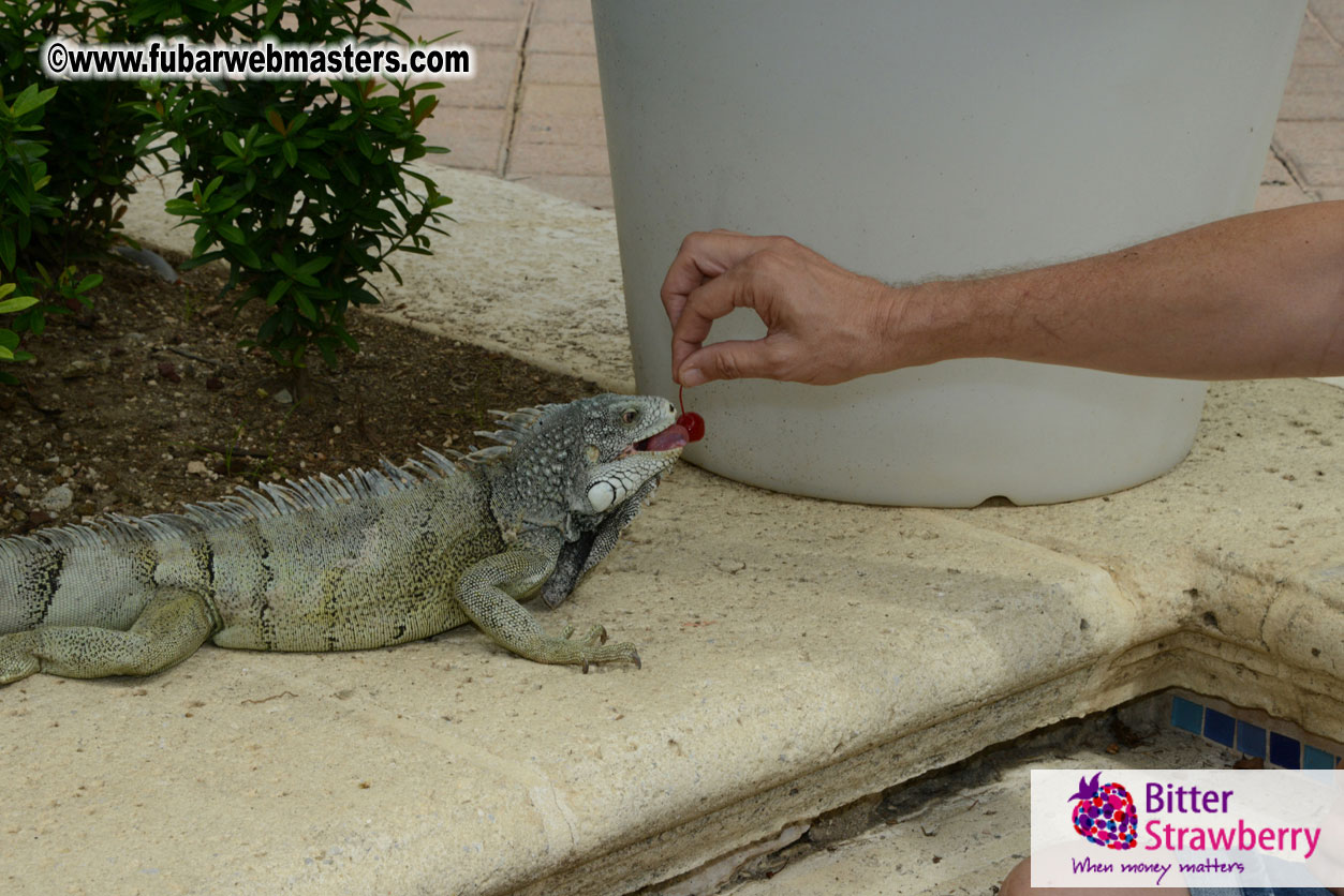 The Island Gathering Day 2