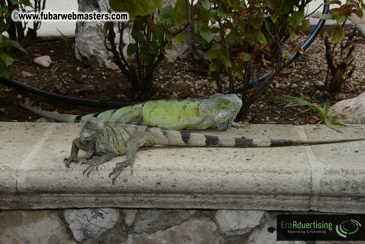 The Island Gathering Day 2