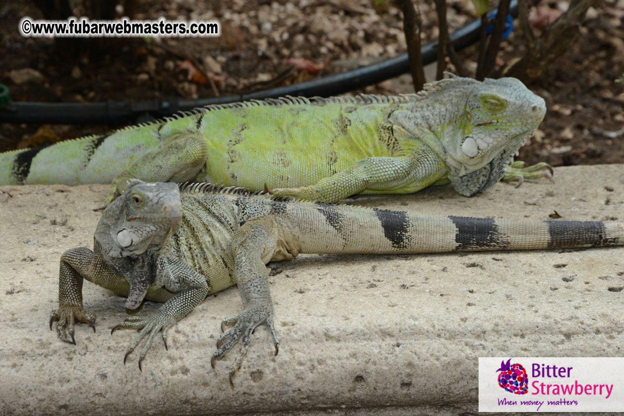 The Island Gathering Day 2