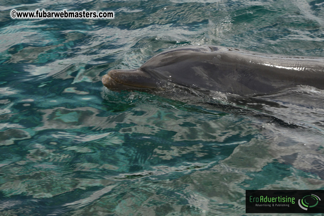 WireCard Dolphin Swim