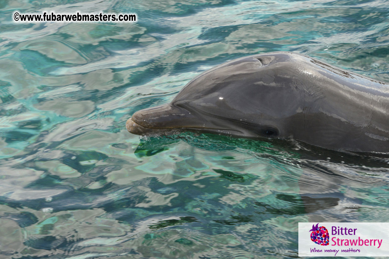 WireCard Dolphin Swim