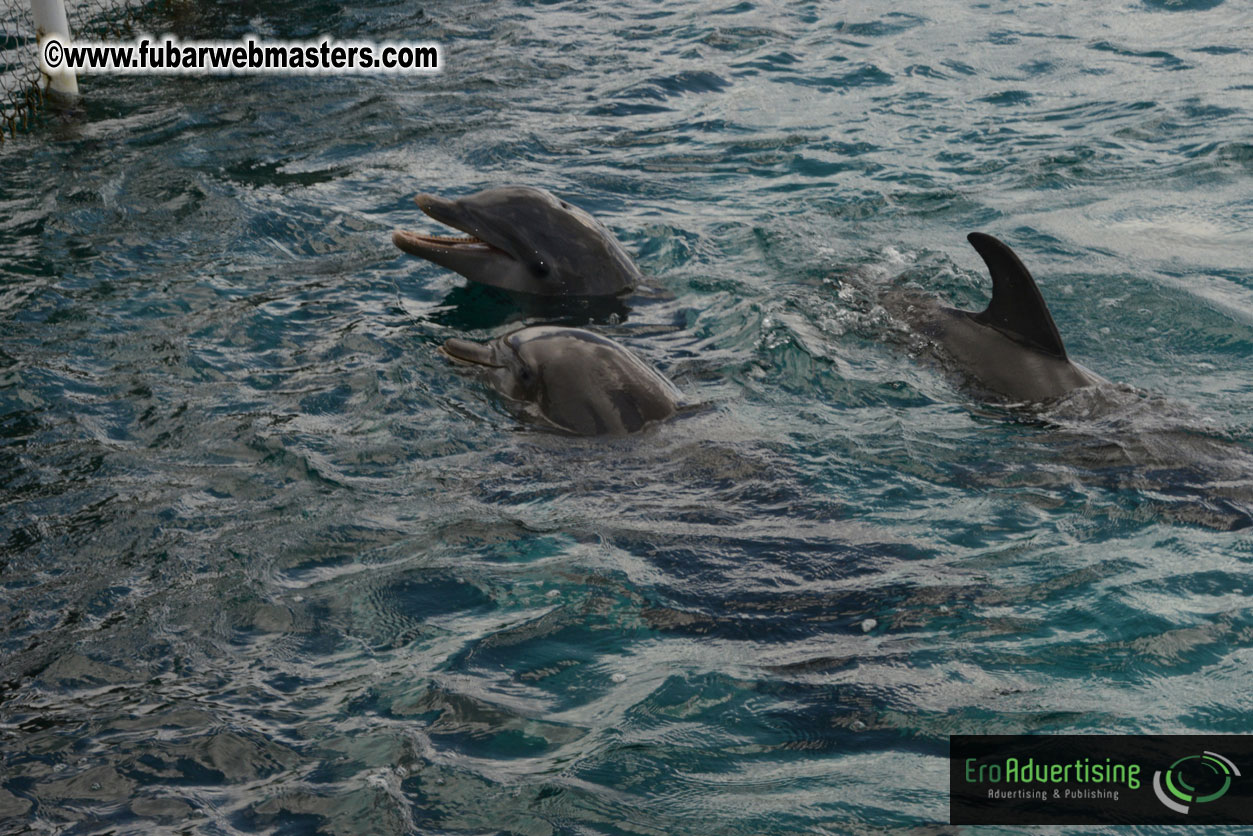 WireCard Dolphin Swim