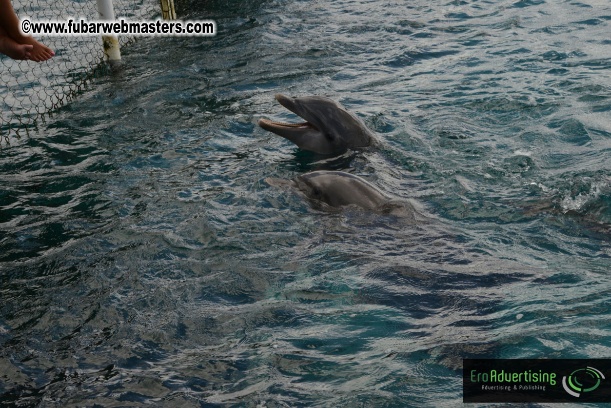 WireCard Dolphin Swim