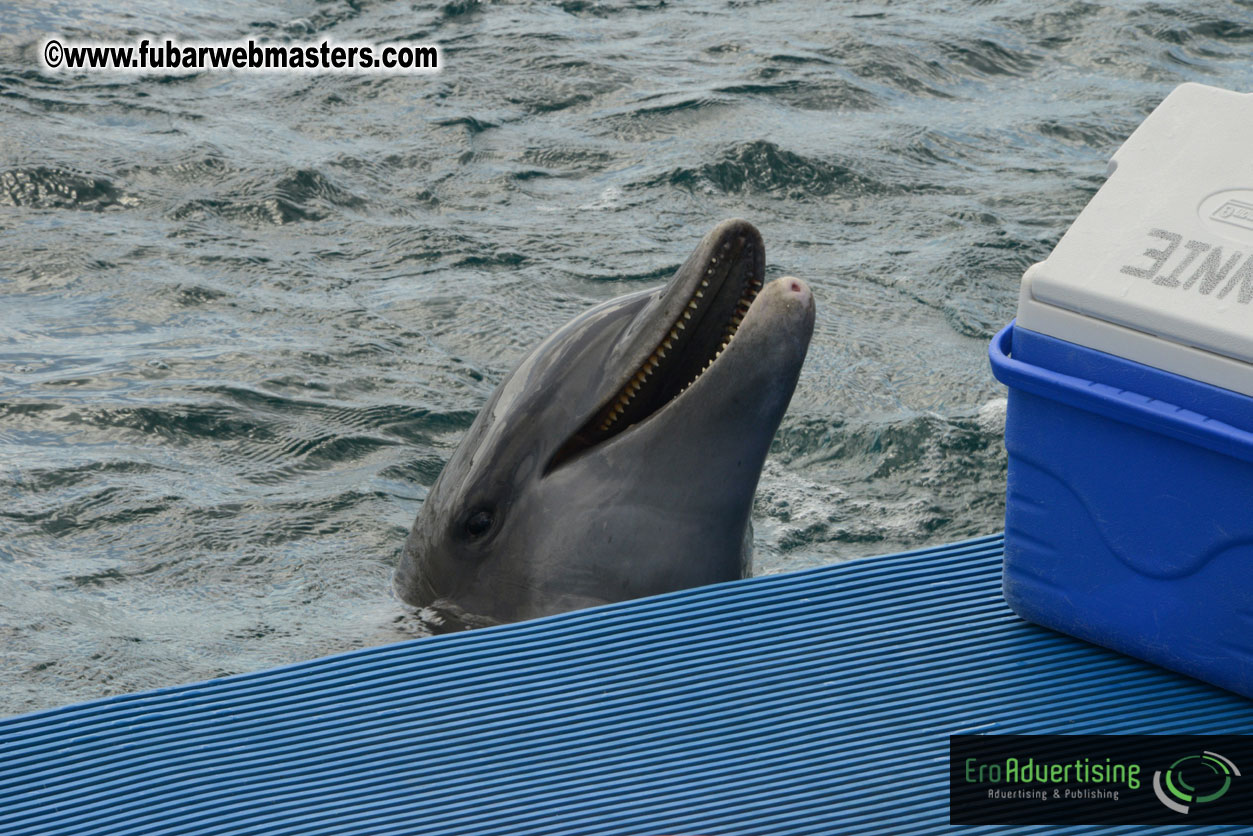 WireCard Dolphin Swim