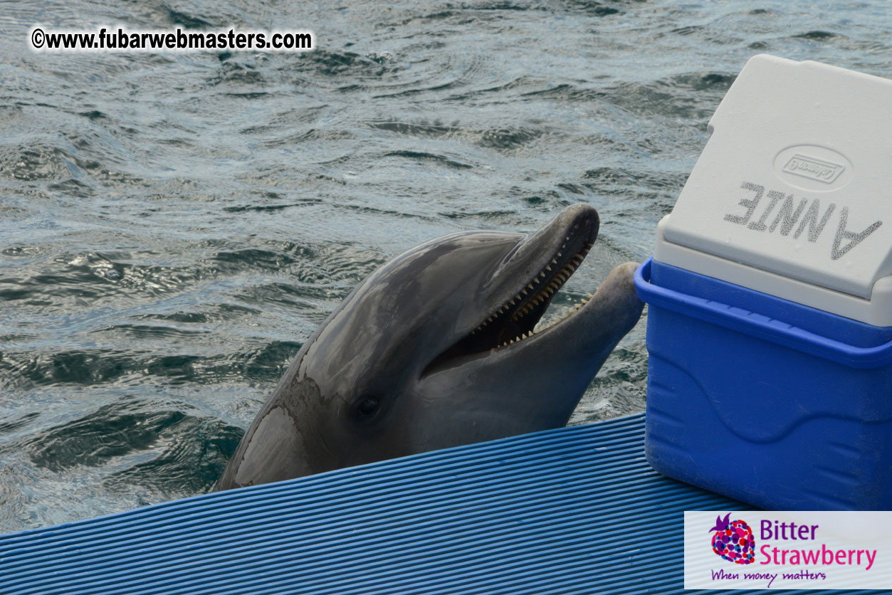 WireCard Dolphin Swim