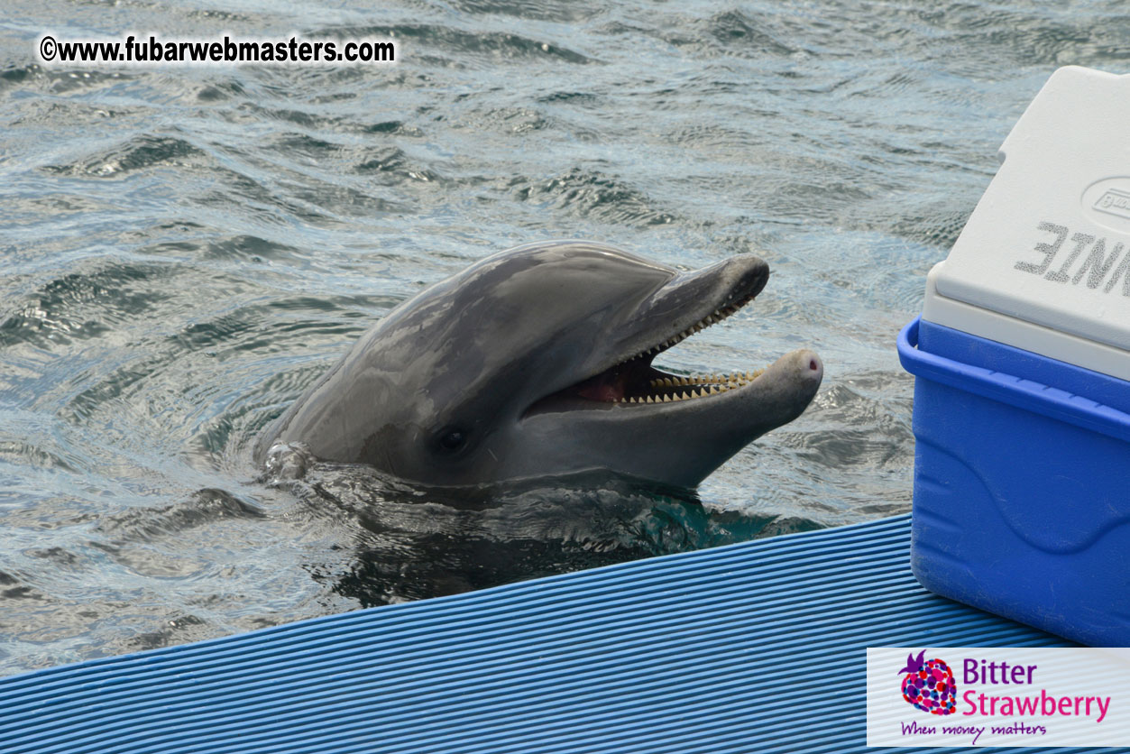 WireCard Dolphin Swim