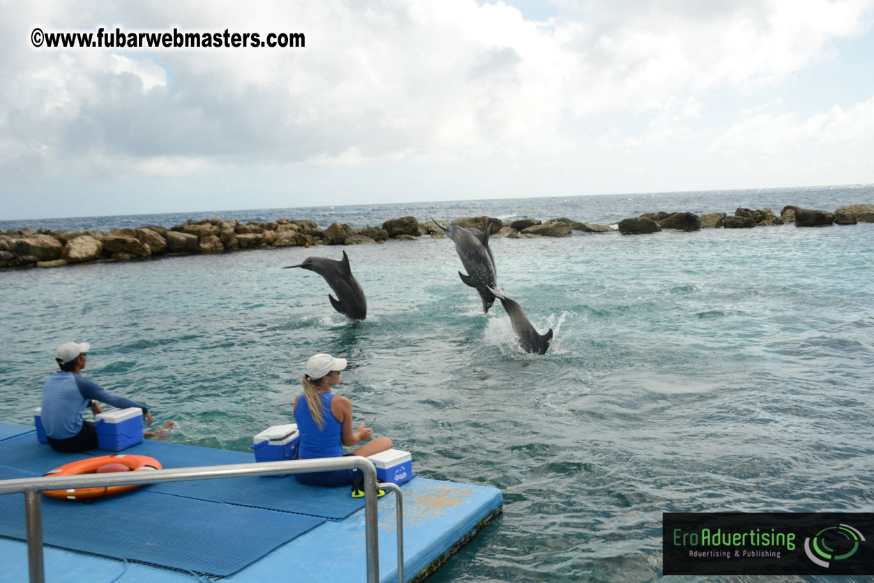 WireCard Dolphin Swim