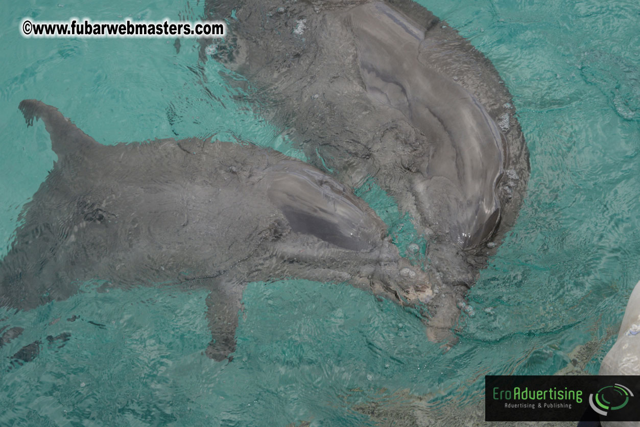 WireCard Dolphin Swim