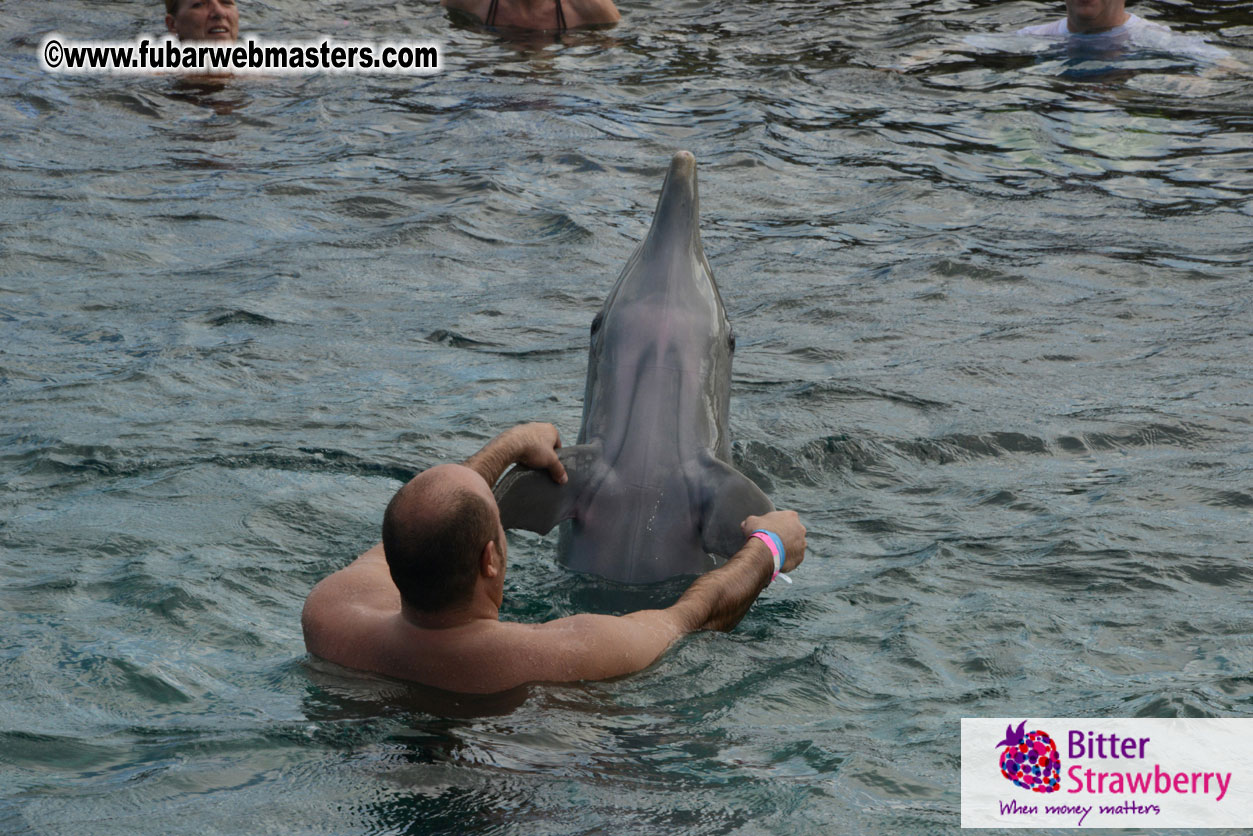 WireCard Dolphin Swim