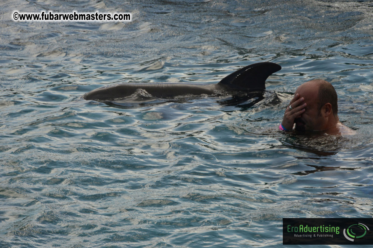 WireCard Dolphin Swim