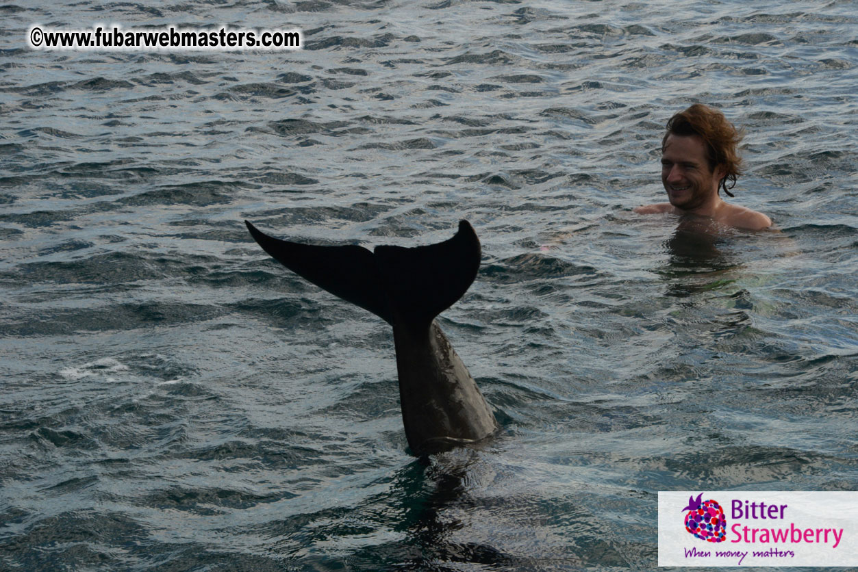 WireCard Dolphin Swim