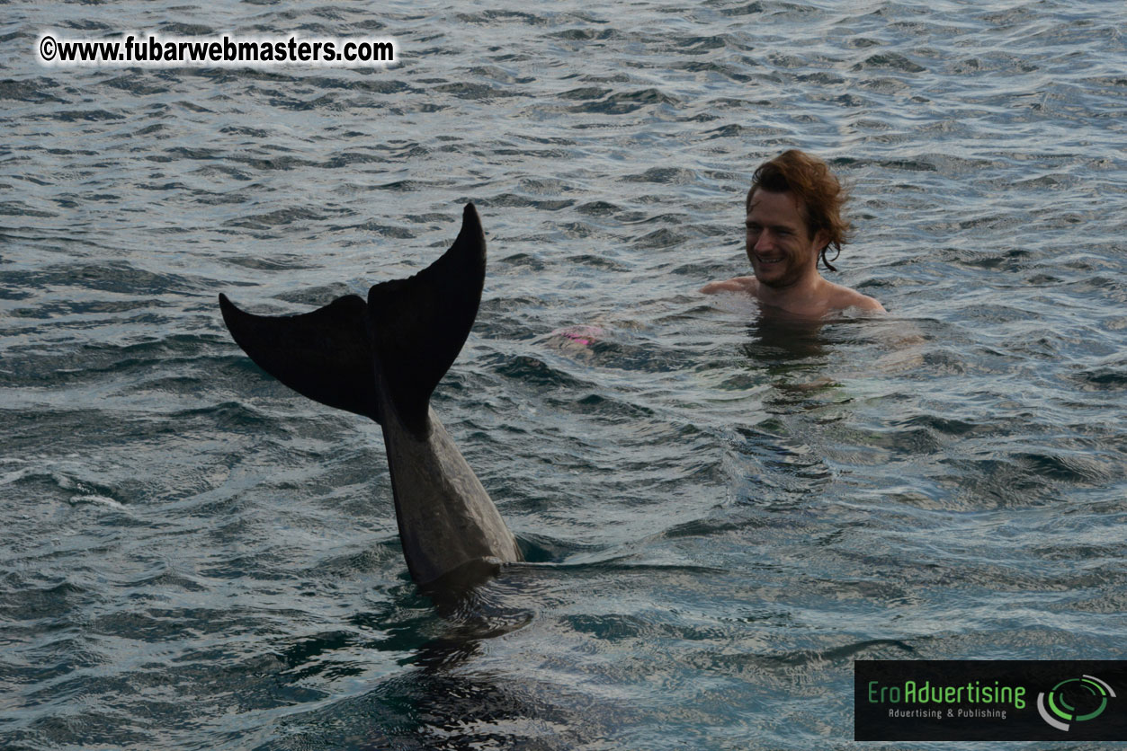 WireCard Dolphin Swim