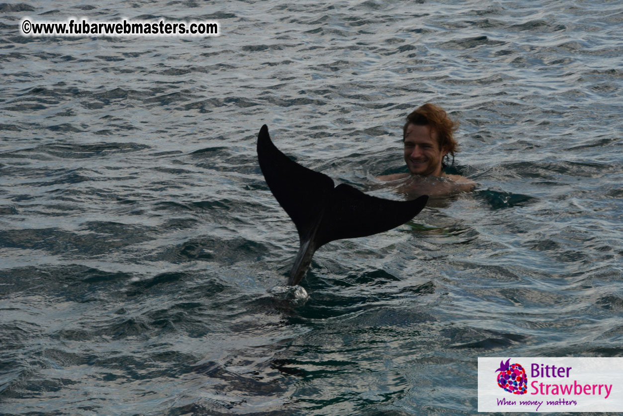 WireCard Dolphin Swim