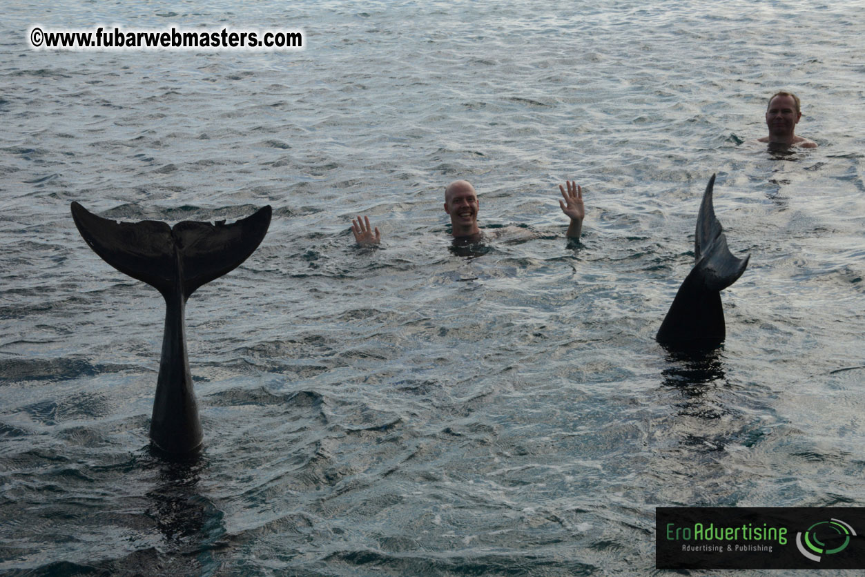 WireCard Dolphin Swim