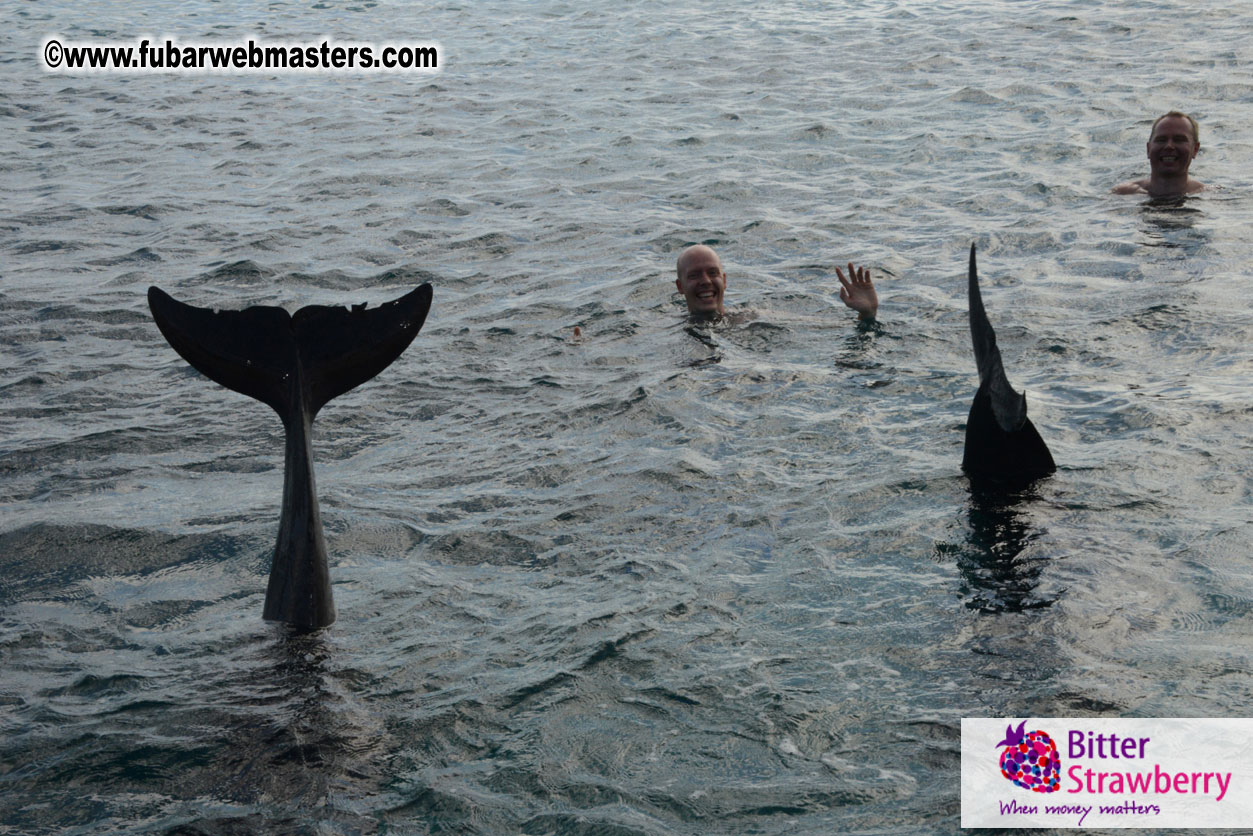 WireCard Dolphin Swim