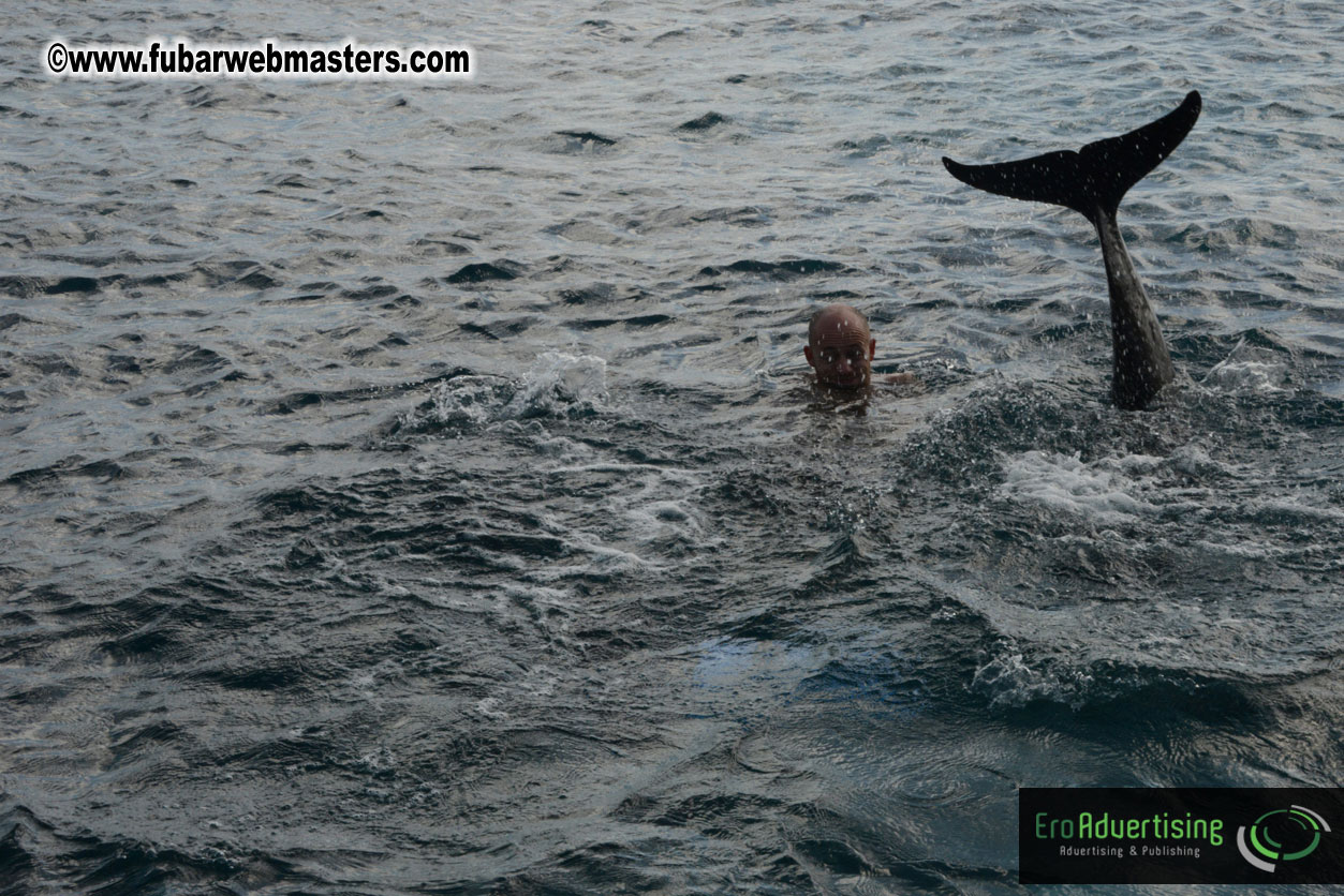 WireCard Dolphin Swim