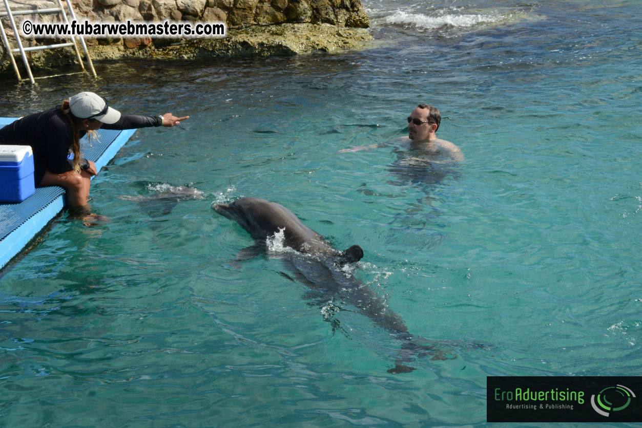 WireCard Dolphin Swim