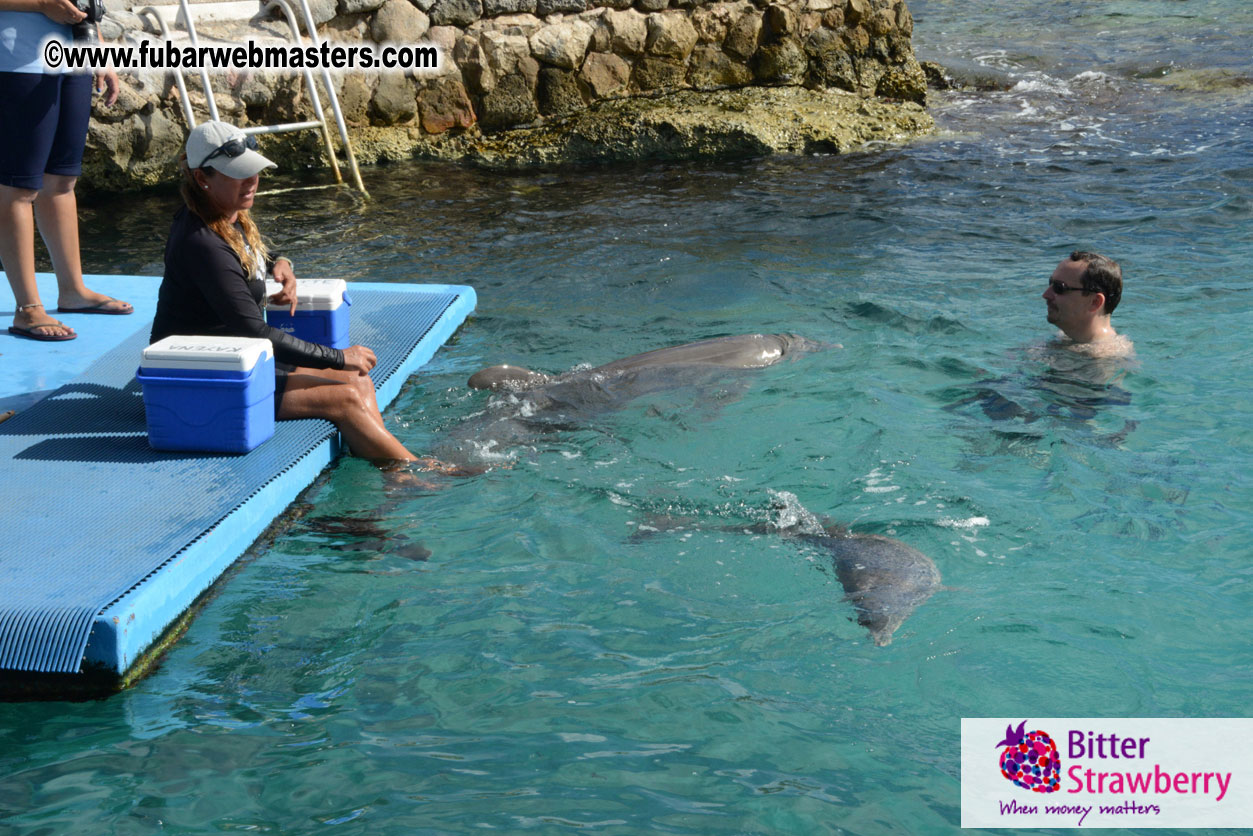 WireCard Dolphin Swim