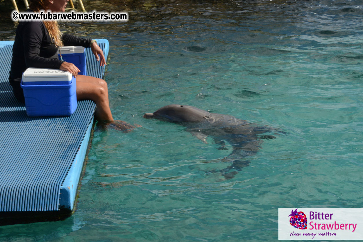 WireCard Dolphin Swim