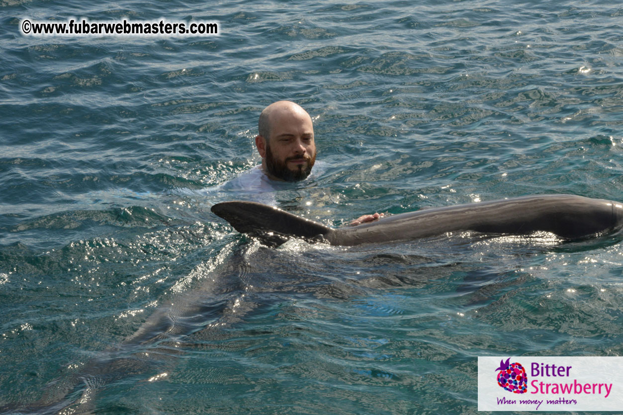 WireCard Dolphin Swim