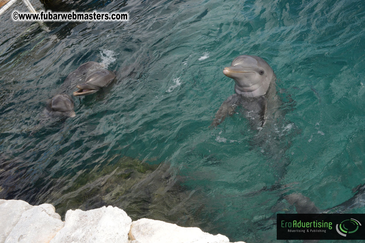 WireCard Dolphin Swim