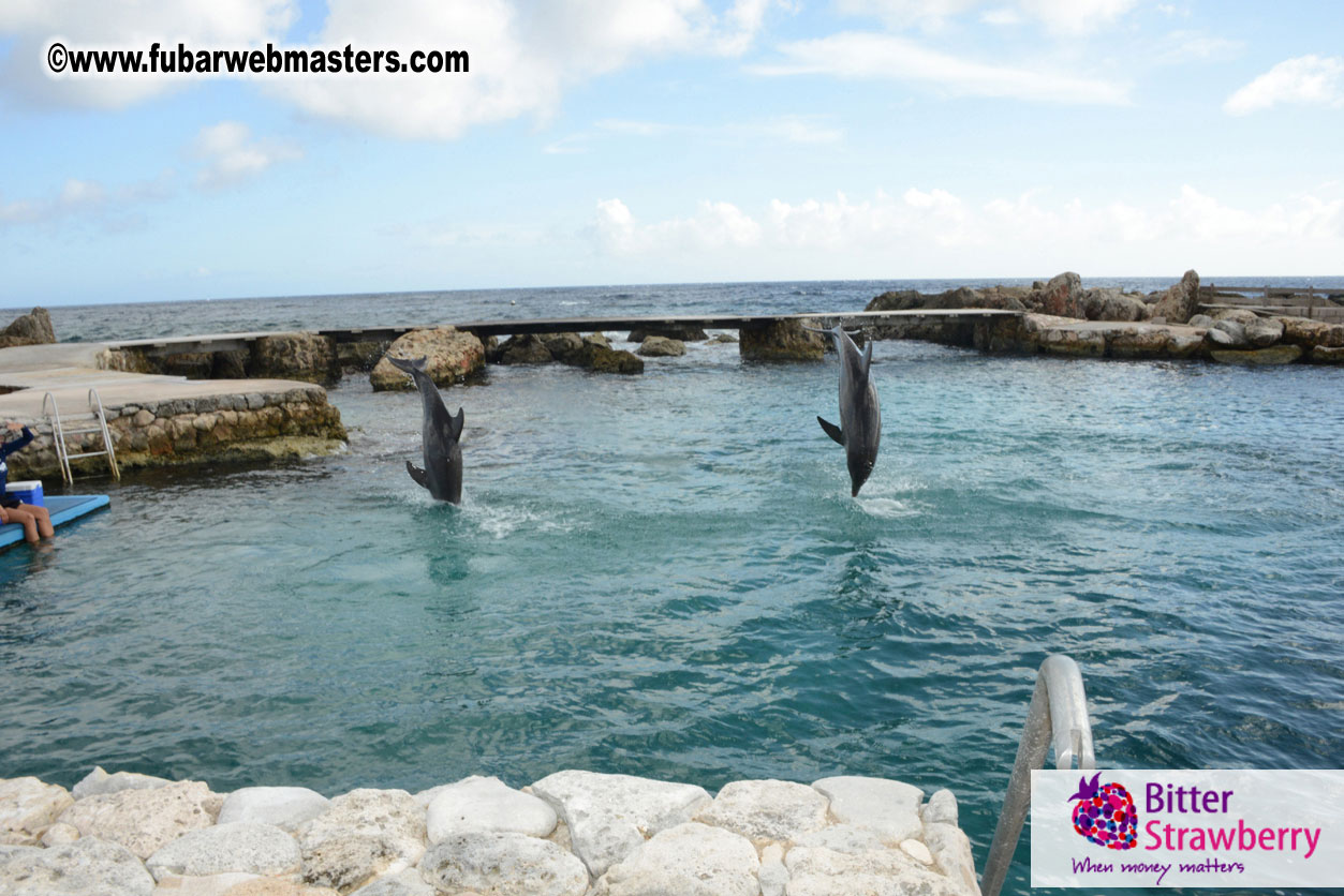 WireCard Dolphin Swim